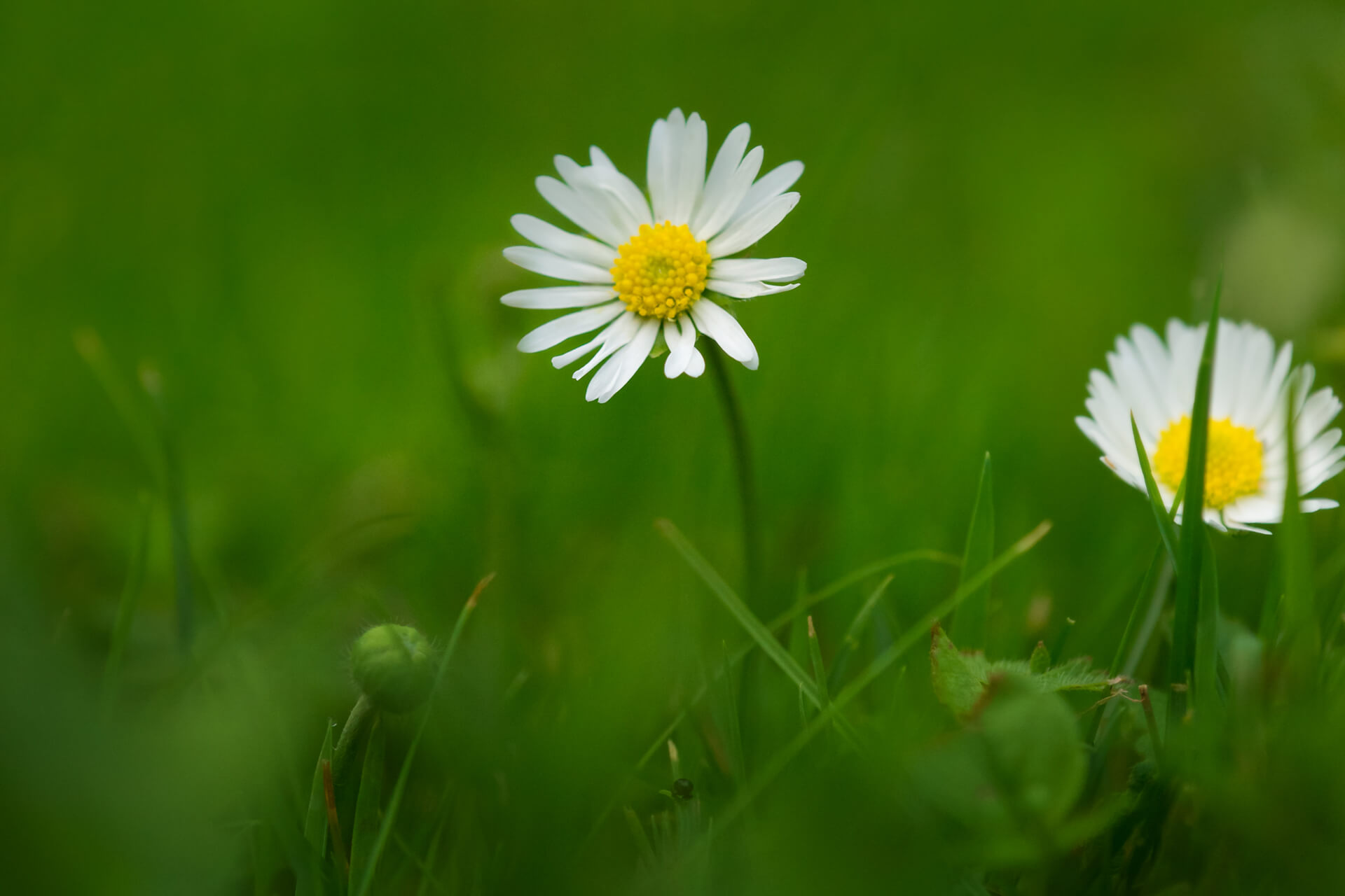 Summer Lawn Transistion