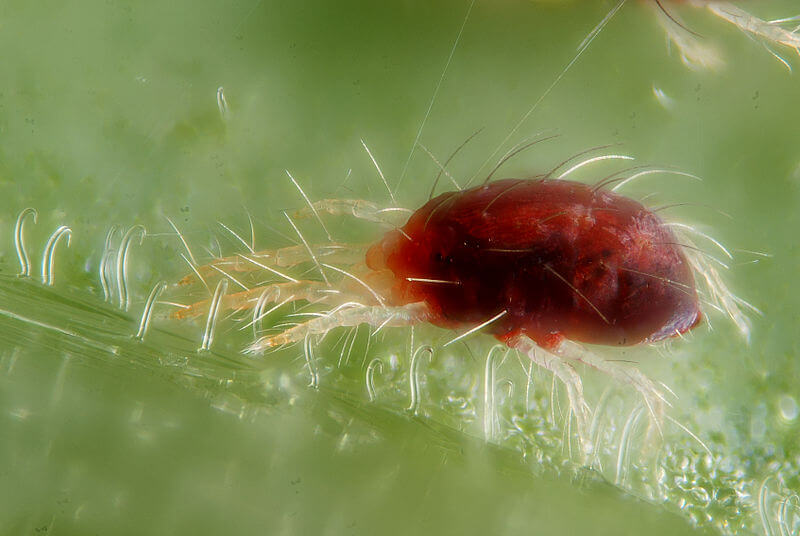 The Itsy Bitsy Spider
